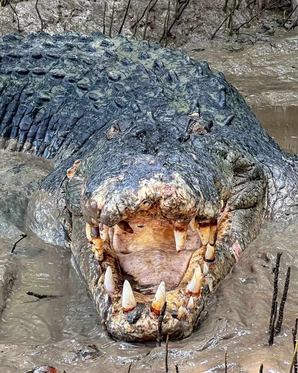 saltwater crocodiles, Katherine Gorge
